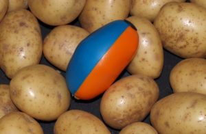 Aardappel Sorteren Reinigen Aardappel Sorteren Reinigen