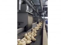 Logistiek Aardappels Sorteren Machine Installatie
