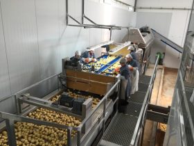 Aardappels Aardappelen Sorteren