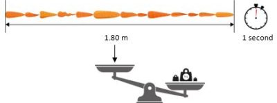 Capacity of Visar Sortop Carrots